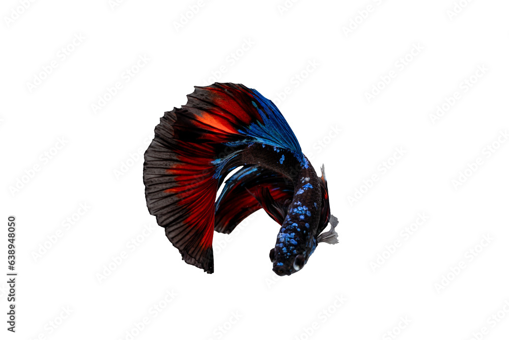 Wall mural halfmoon tail Betta spreading fins with white isolation background rolling with white isolation background