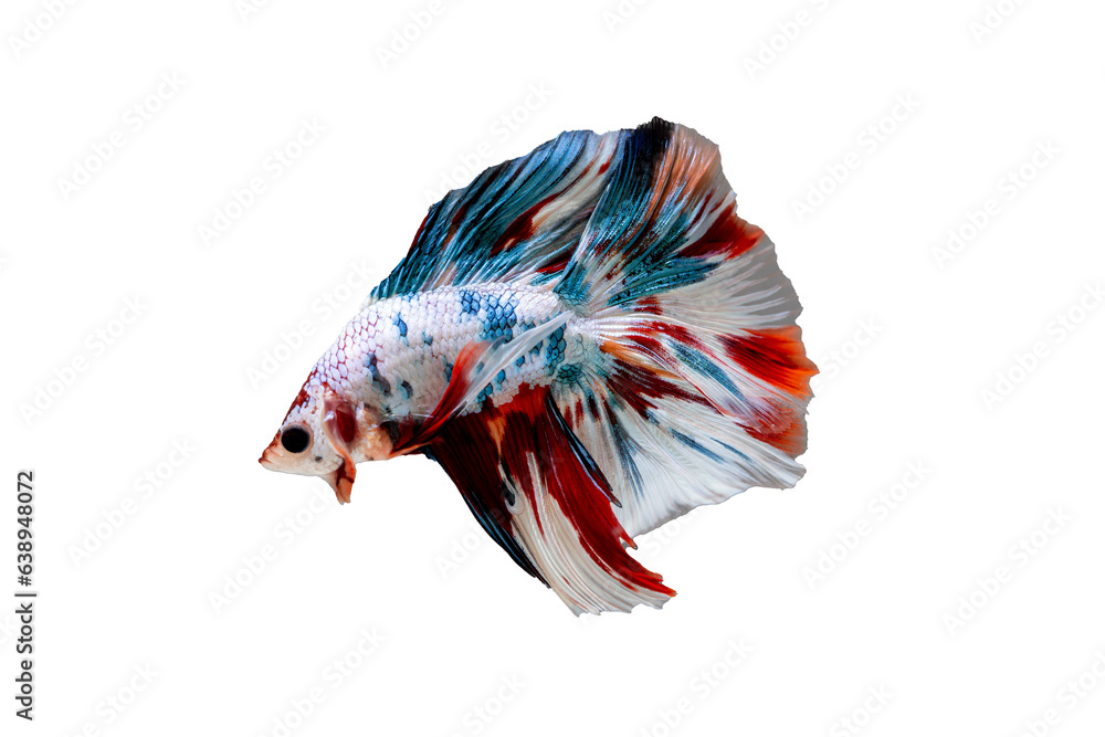 Wall mural Fancy Koi Betta halfmoon tail Betta spreading fins with white isolation background rolling with white isolation background