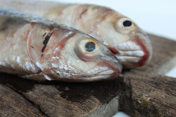 Uncooked Blue spot mullet, or blue tail mullet, or Crenemugil seheli, or ikan belanak, on wooden plate. Isolated on white background