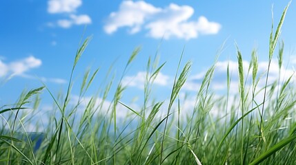 Bright green grass against a sunny blue sky with copy space