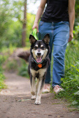 Naklejka na ściany i meble Happy young mixed breed dog plays outdoor and relax