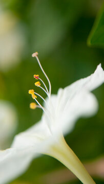 Detalle antera de flor en jard&iacute;n