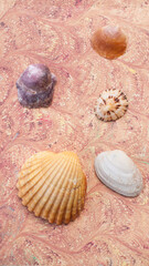 Conchas marinas sobre papel marmolado