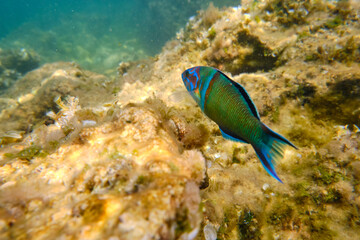 Ornate wrasse fish swimming near corals