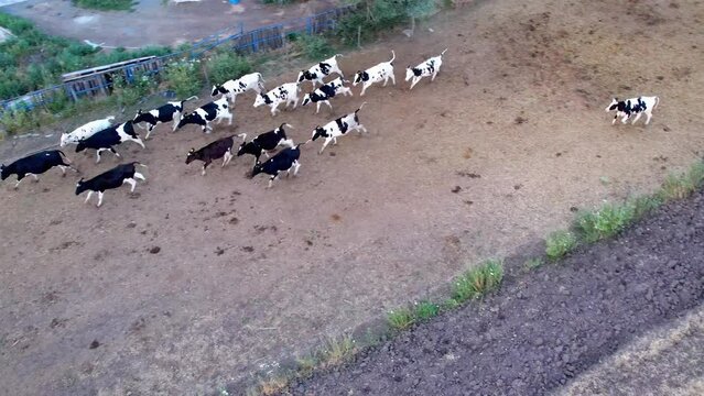 Aerial shot of farm cows herd running in livestock stall, slow motion