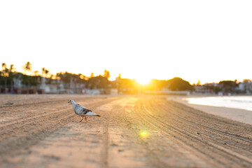 pigeon walking on the beach