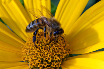 Honigbiene bei der Arbeit