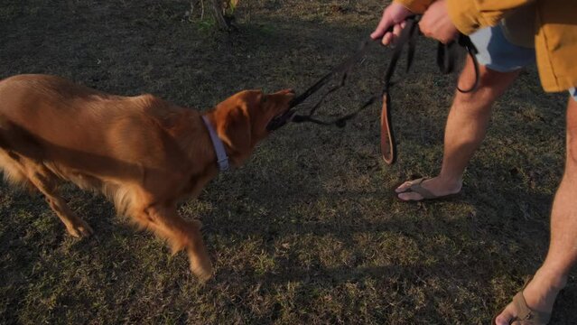 A man in a shirt walks a golden retriever dog in sunset time. A game of tug of war with a pet, a golden retriever dog. Active games with a pet in the fresh air. Close-up on the dog and hands.