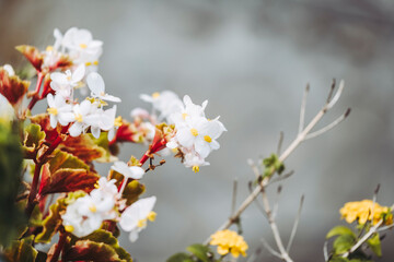 Magnifique plante grimpante laurier avec des fleurs blanches