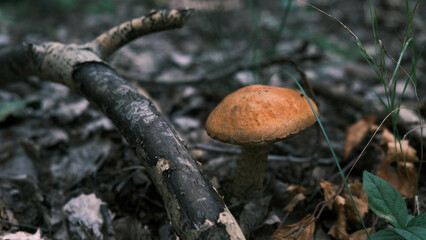 Mushroom picking.A mushroom with a red cap grows in the forest among grass and branches