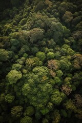 Forest from the top view