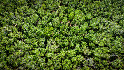 Images for use as natural backgrounds, aerial photographs of the forest.
