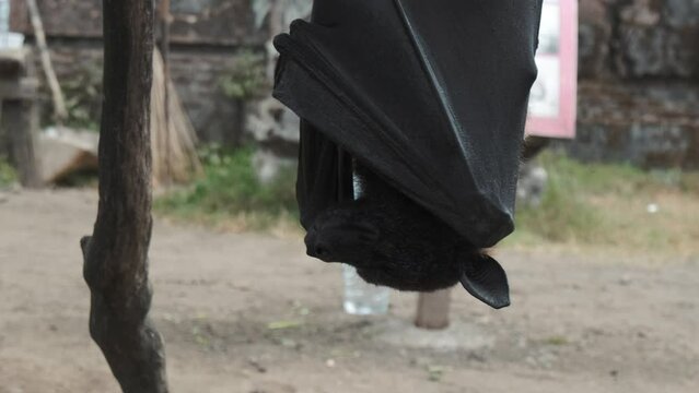 The flying fox looks at the camera and then closes its eyes. A bat sleeps upside down on a branch. Park with wild animals in Bali.