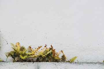 Fototapeta Arrière-plan naturel minimaliste d'une fougère sur un mur blanc et espace vide obraz