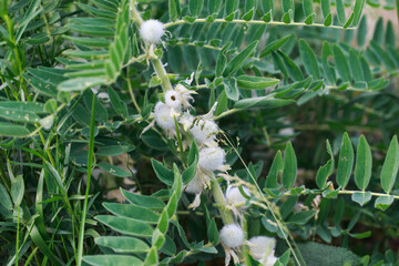 Astragalus close-up. Also called milk vetch, goat's-thorn or vine-like. Spring green background.