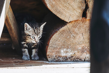 Portrait d'un bébé chaton tigré aux yeux bleus qui découvre l'extérieur
