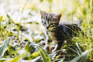 Portrait d'un bébé chaton tigré aux yeux bleus qui découvre l'extérieur