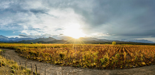 Otoño en Mendoza , caminos del vino , Tupungato , con los últimos rayos de sol de la tarde , pintando de colores dorados , y tonos naranjas , las hojas de vid , al pie de Los Andes 30/04/18 - obrazy, fototapety, plakaty