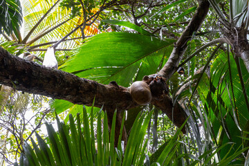 Flying foxes eating fruits of Breadfruit tree in wild. Pteropus
