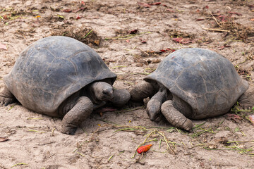 Aldabra giant tortoises are on the ground in the wild