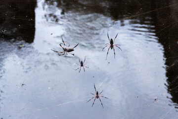 Red-legged golden orb-weaver spiders are on spiderweb, close up