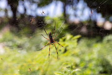 Nephila inaurata, Seychelles. Golden silk orb-weaver spider