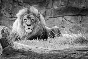 Naklejka premium Lion 