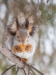 The squirrel with nut sits on tree in the winter or late autumn