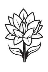 black and white lily