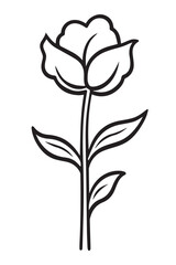 black and white rose