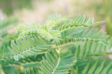 Astragalus close-up. Also called milk vetch, goat's-thorn or vine-like. Spring green background.