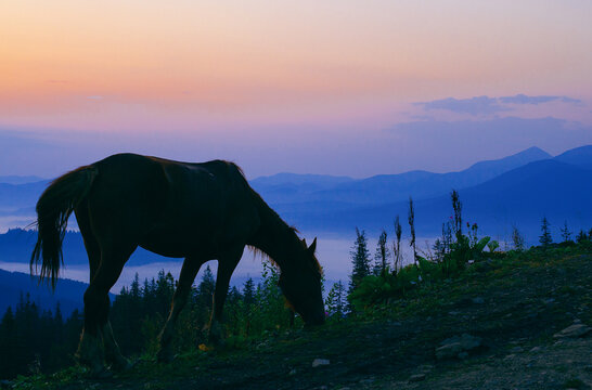 Horse grazing before the sunrise , beautiful mouning in Ukrainian Carpathians mountains