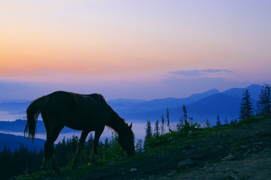 Horse grazing before the sunrise , beautiful mouning in Ukrainian Carpathians mountains