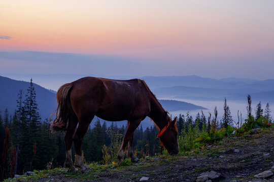 Horse grazing before the sunrise , beautiful mouning in Ukrainian Carpathians mountains