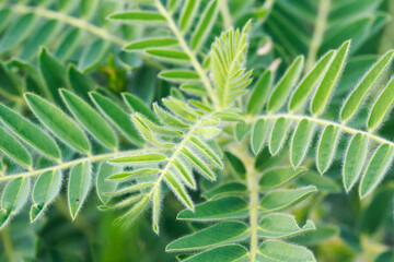 Astragalus close-up. Also called milk vetch, goat's-thorn or vine-like. Spring green background.