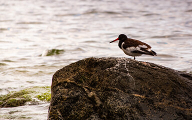 OYSTERCATCHER on rock 