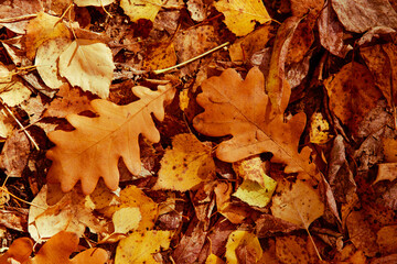 Autumn bright background of fallen oak leaves