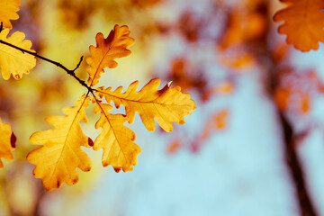 Autumn background, oak branch with yellow leaves against the sky