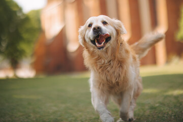Golden retriever dog walks on the green grass in Kaliningrad in summer