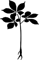 ginseng tree silhouette