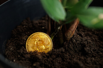 The Bitcoin Gold Coin Is Planted In A Pot With A Plant To Grow
