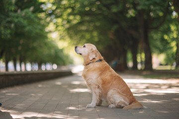 Golden retriever dog walks on the green grass in Kaliningrad in summer