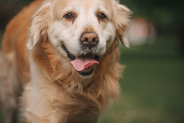 Golden retriever dog walks on the green grass in Kaliningrad in summer