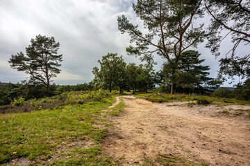 Fototapeta na wymiar Landscape Impression and hiking trail of mount Boxberg, Aukrug in Schleswig-Holstein, Germany, in summer outdoors