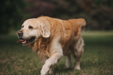 Golden retriever dog walks on the green grass in Kaliningrad in summer