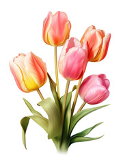 AI Generative bouquet tulips watercoler style isolated on transperent background