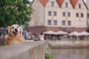 Golden retriever dog walks on the green grass in Kaliningrad in summer