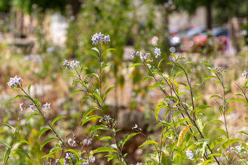 Small purple and yellow flowers in the sun