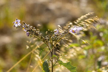 Small purple and yellow flowers in the sun