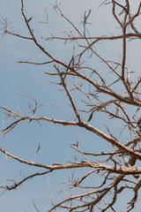 Fototapeta na wymiar tree branches in the sky background